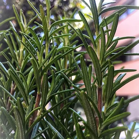 Appartement La Casa Di Pepe San Remo