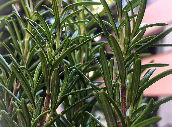 Appartement La Casa Di Pepe San Remo